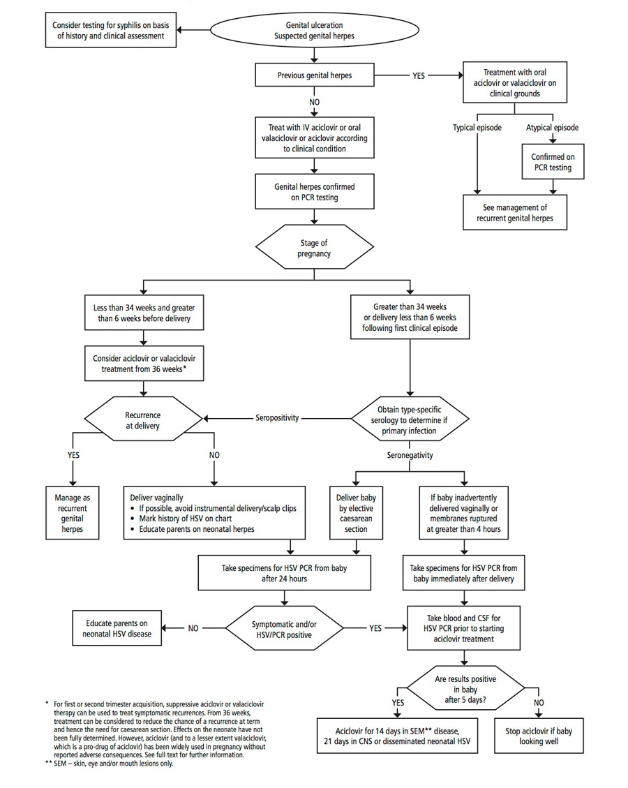 Medical Guidelines For The Management Of Herpes In Nz